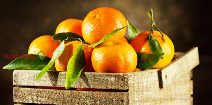 نرخ نارنگی ژاپنی درجه یک