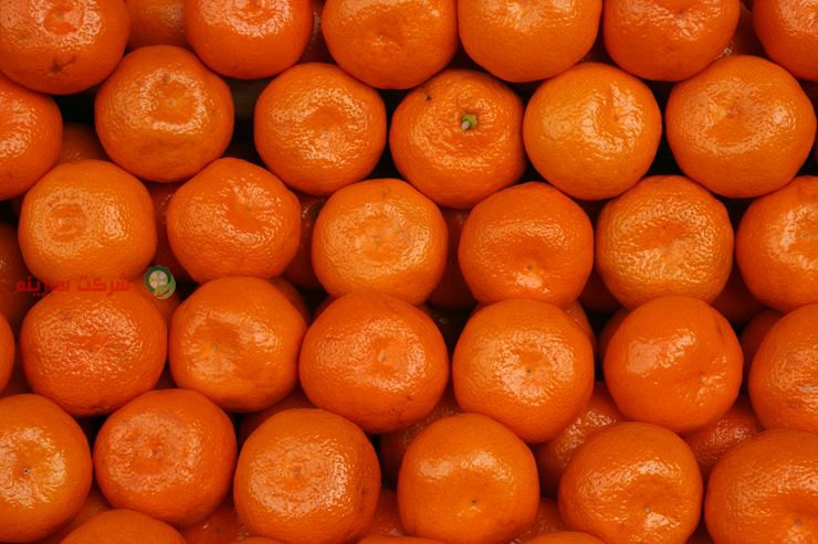 باغ نارنگی ژاپنی با کیفیت
