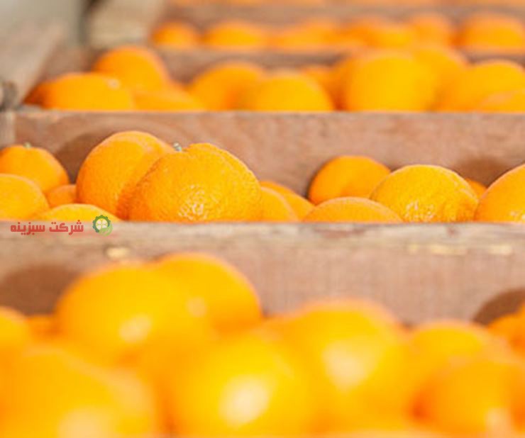 سایت خرید بهترین نارنگی ژاپنی