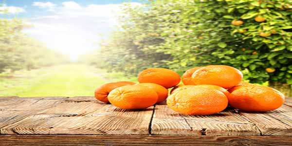 فروش انواع پرتقال شمال