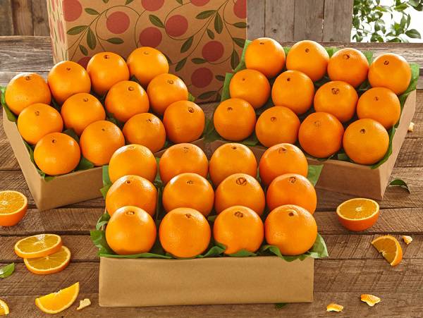 صادرات نارنگی و پرتقال