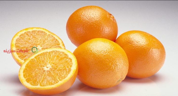 نمایندگی فروش پرتقال مرغوب جهت صادرات