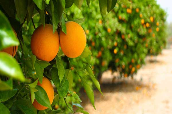 فروش باغ نارنگی
