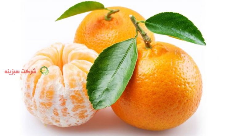 عرضه کننده انواع نارنگی خارجی در کشور