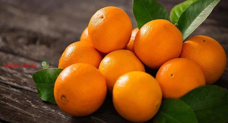 توزیع انواع پرتقال در کشور