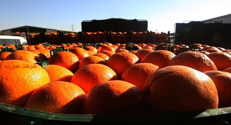 مظنه نارنگی یافا مازندران در بازار