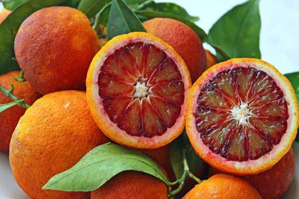 خرید ارقام پرتقال توسرخ ایرانی