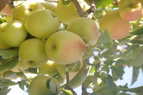صادرات سیب درختی