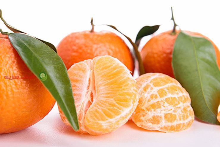 باغ های تولید نارنگی جهت صادرات