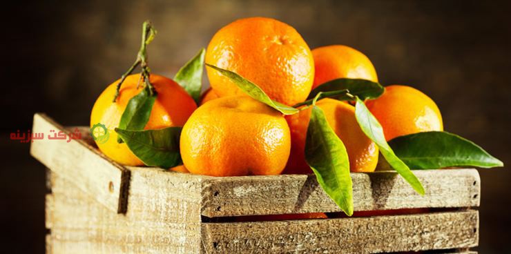 توزیع نارنگی در سرتاسر کشور