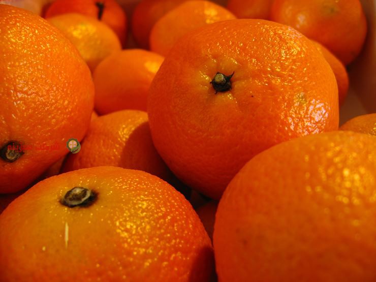 فروش نارنگی با کیفیت نارنگی جهت صادرات
