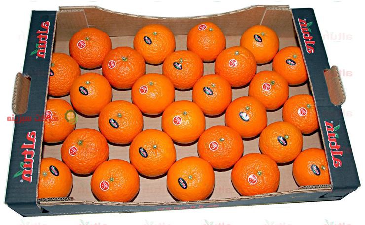 فروش نارنگی صادراتی به صورت عمده