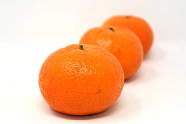 فروش نارنگی صادراتی