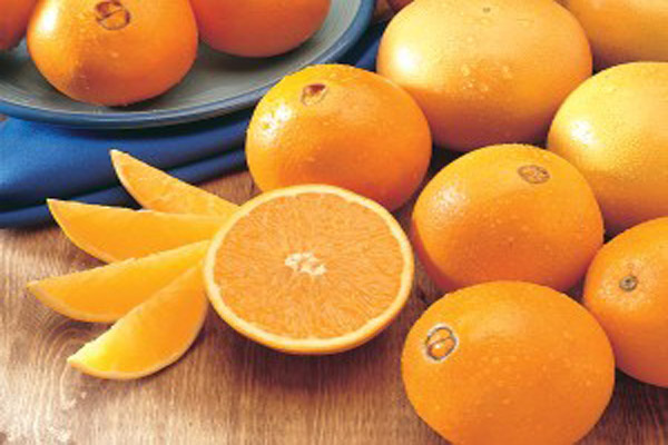 قیمت خرید پرتقال تامسون