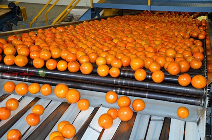فروش بهترین نارنگی صادراتی