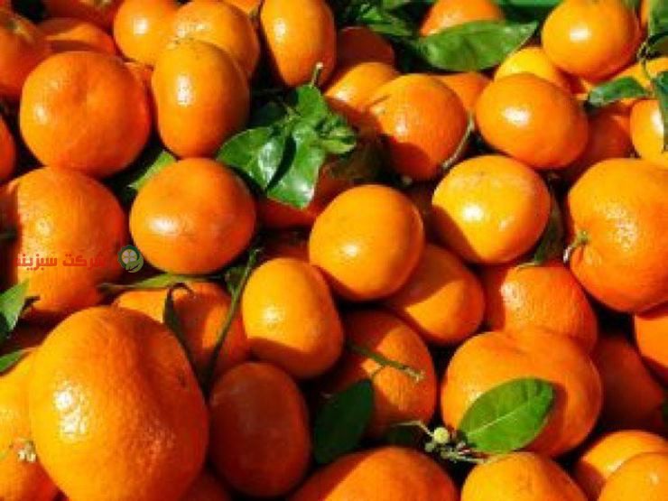 باغ نارنگی ژاپنی مرغوب