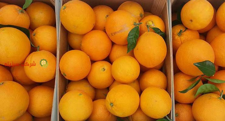 تولید پرتقال مرغوب مازندران