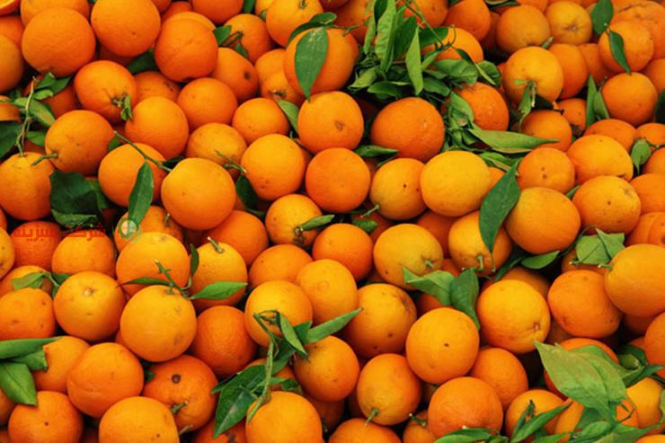 نمایندگی فروش انواع پرتقال