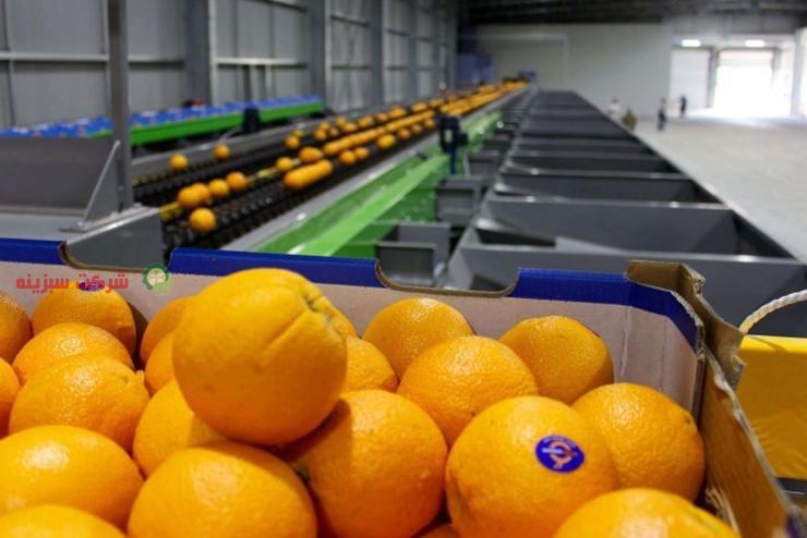 بسته بندی پرتقال جهت عرضه در بازار