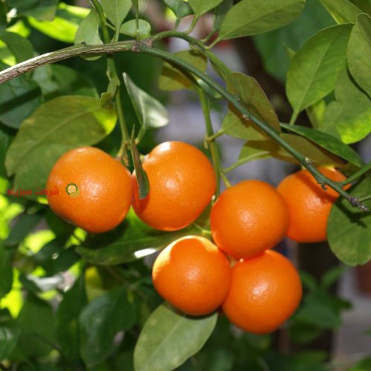 باغ های نارنگی در مازندران