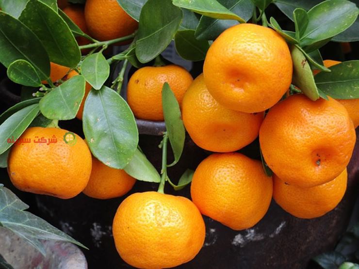 ارزان ترین قیمت خرید نارنگی ساری از باغدار