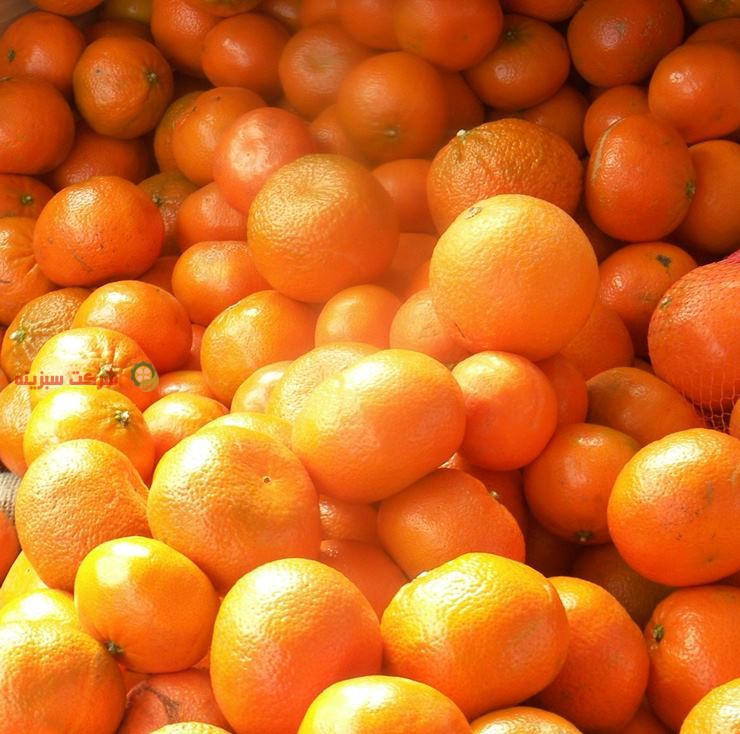 قیمت نارنگی در میدان میوه و تره بار تهران