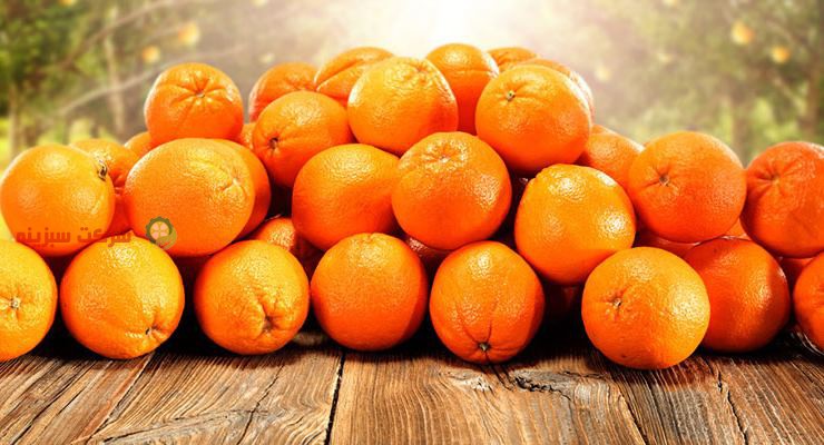 پرورش بهترین کیفیت پرتقال جهت صادرات