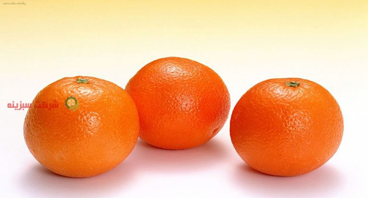 تهیه انواع پرتقال از جنوب به صورت عمده