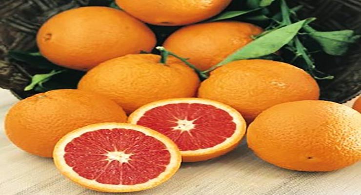 پرتقال تو سرخ شمال