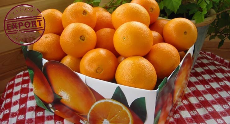 فروشنده پرتقال والنسیا