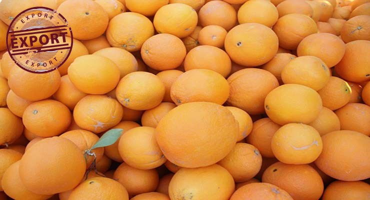 خریدار پرتقال والنسیا