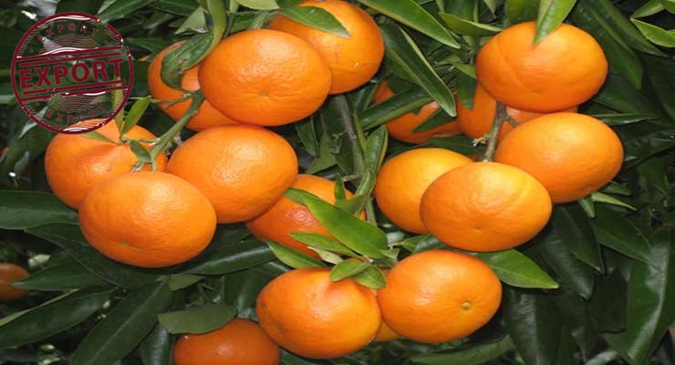 پرتقال والنسیا تابستانه