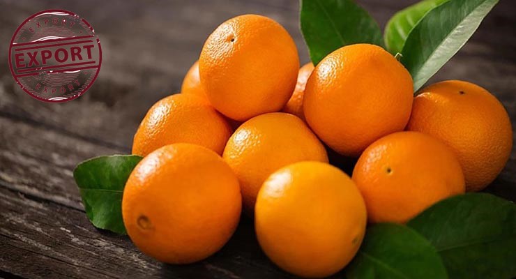 قیمت روز پرتقال تامسون باغات شمال کشور