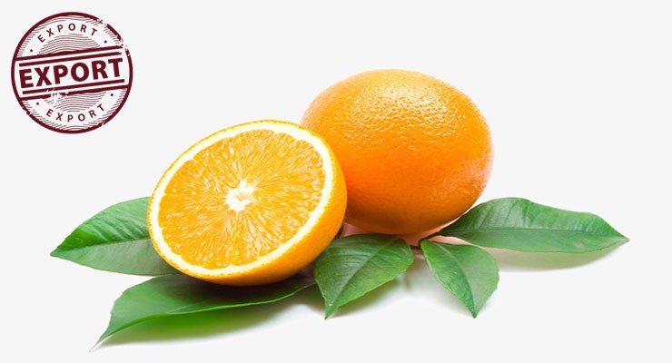 فروش پرتقال والنسیا