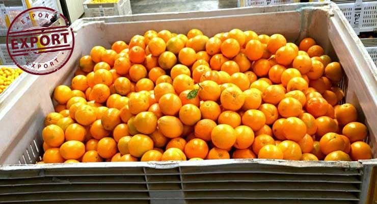 خرید پرتقال والنسیا جنوب