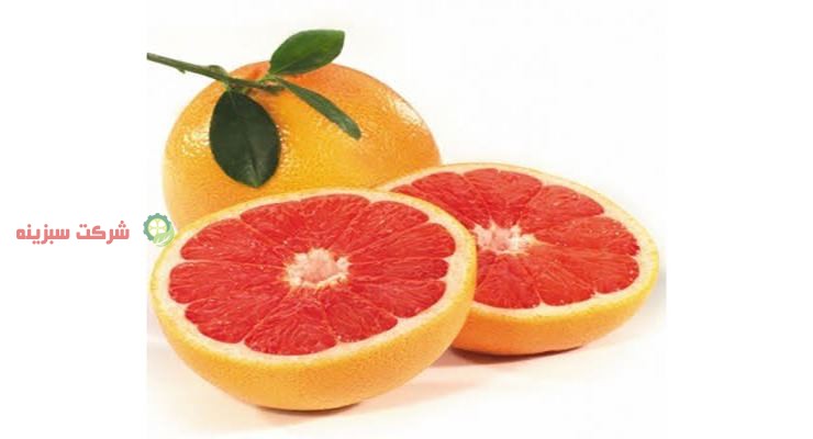 برداشت پرتقال خونی از باغ های مازندران