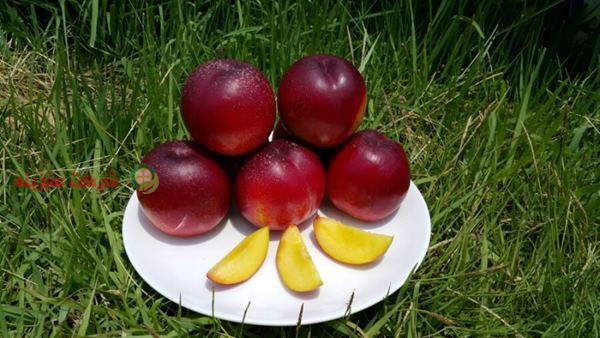 قیمت روز میوه شلیل