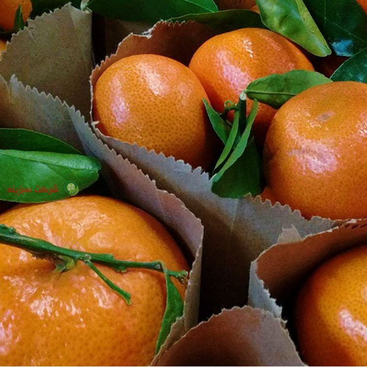 برداشت و بسته بندی صادراتی نارنگی