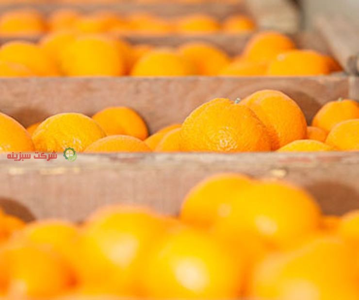 قیمت نارنگی در مشهد