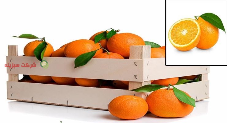 بسته بندی پرتقال جهت صادرات