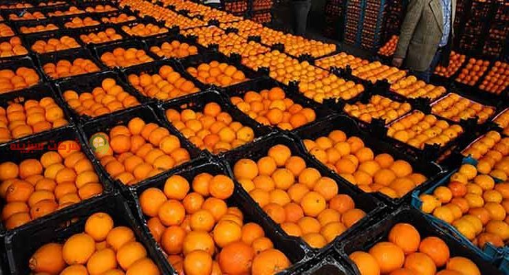 صادرت پرتقال مازندران