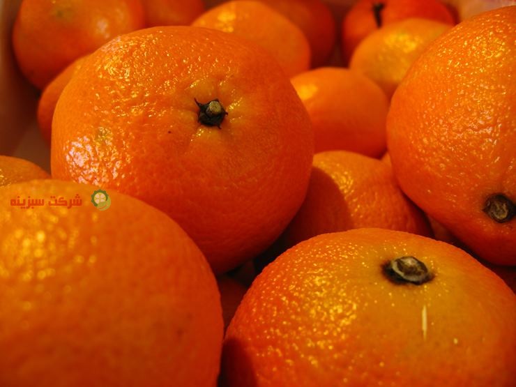 بازار گسترده نارنگی سبزینه
