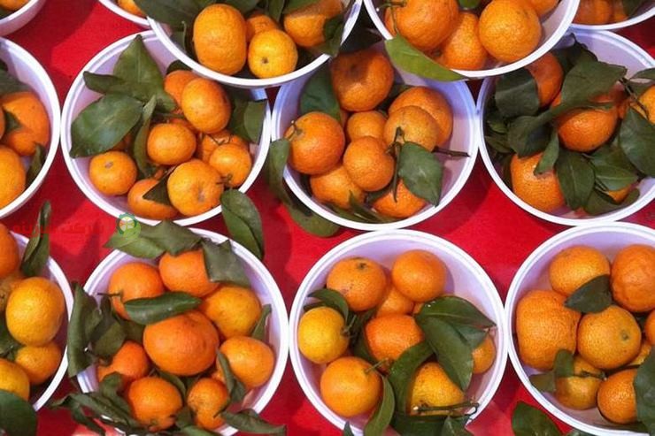 باغ های نارنگی ژاپنی در مازندران