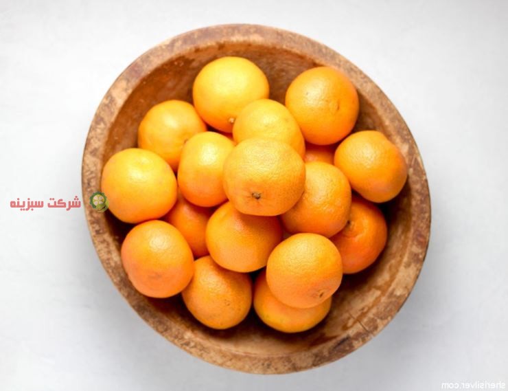 برداشت نارنگی در مازندران