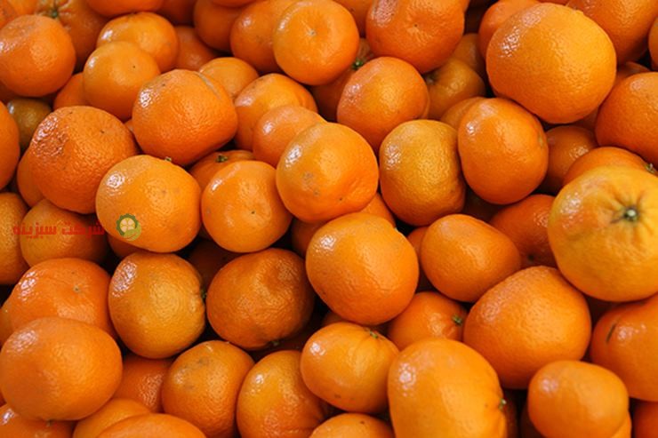 انواع نارنگی شمال