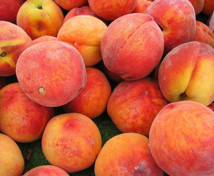 خرید و فروش هلو در بازار میوه