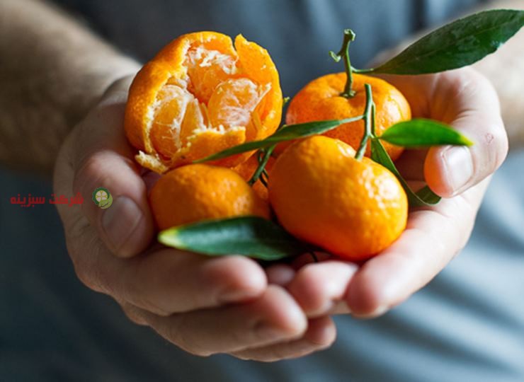صادرات نارنگی از ایران