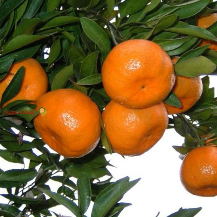 برداشت نارنگی در فصل آن