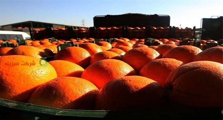 پرتقال با کیفیت جهت عرضه به بازار 