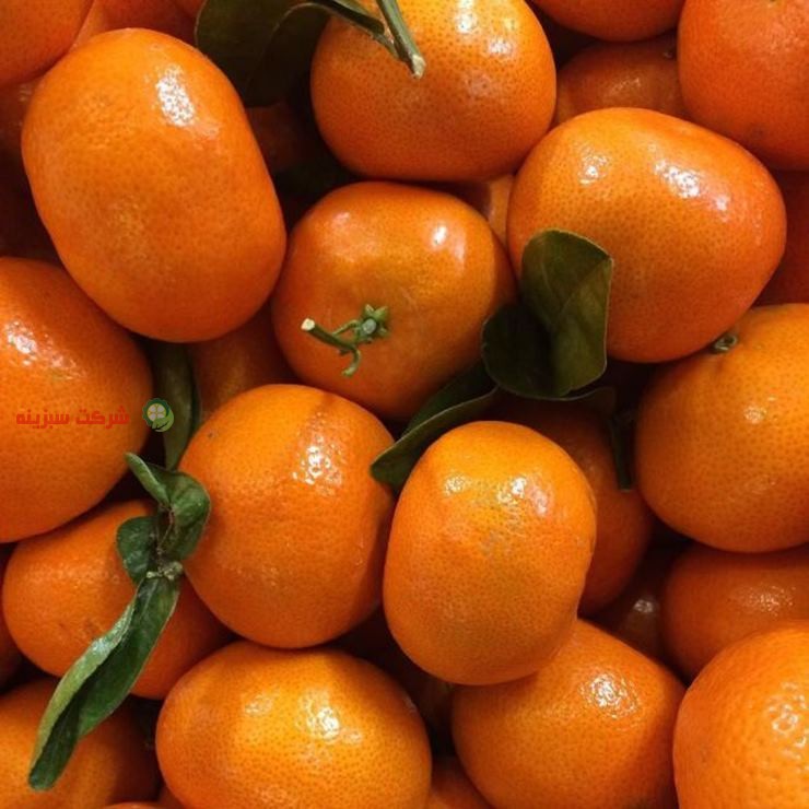 محبوبیت نارنگی ایرانی برای صادرات